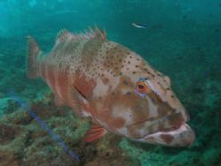 Coral Trout Navy Pier Exmouth by Brad Cox 